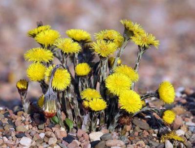 800px-Coltsfoot