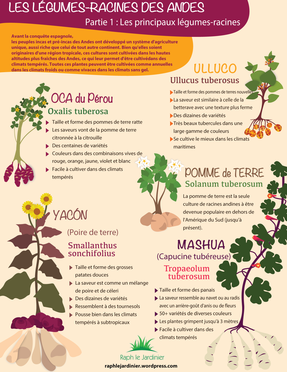 Les légumes-racines des Andes (Partie 1)